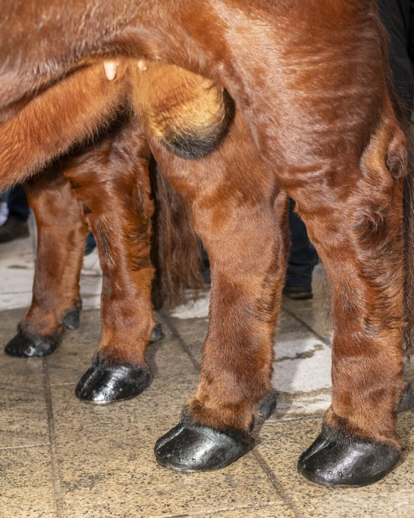 faux b&oelig;ufs