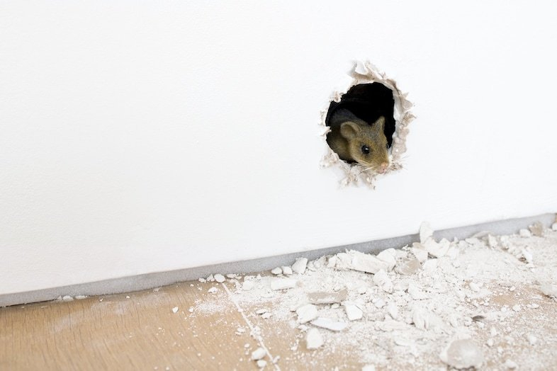 Ryan Gander, 2000 years collaboration (The Prophet